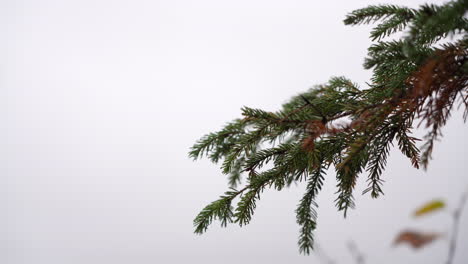 Canadá-Pino-En-El-Viento