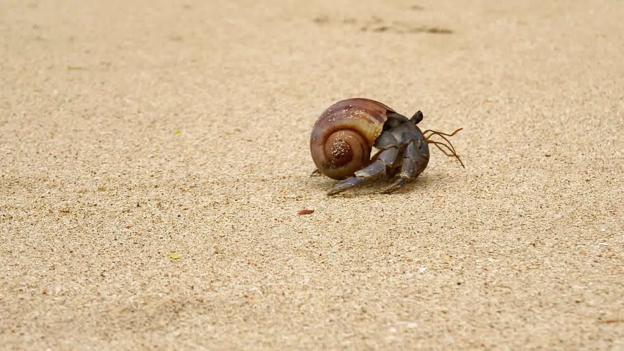Hermit Crab on the Beach