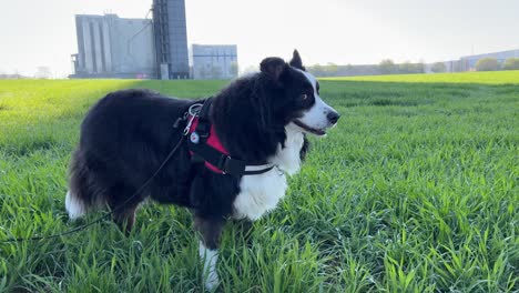 wide shot of a dog standing on a green field on a sunny spring day