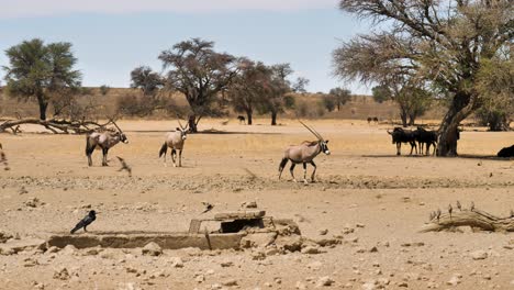 Gemsbok,-ñus-Y-Muchas-Aves-En-La-Sabana-Sudafricana-Acuden-A-Un-Abrevadero