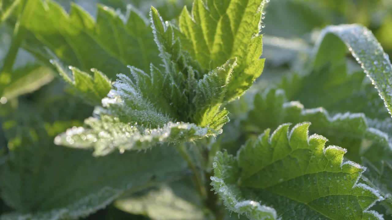 Young nettle covered with hoarfrost on a frosty, sunny morning