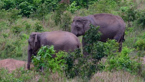 Los-Elefantes-Asiáticos-Son-Especies-En-Peligro-De-Extinción-Y-También-Son-Residentes-De-Tailandia