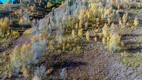 a drone flight shows off the rich golden colors of a colorado aspen grove in the fall season