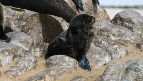 cape fur seal pup on rocky beach scratches head using hind flipper, medium shot during sunny day