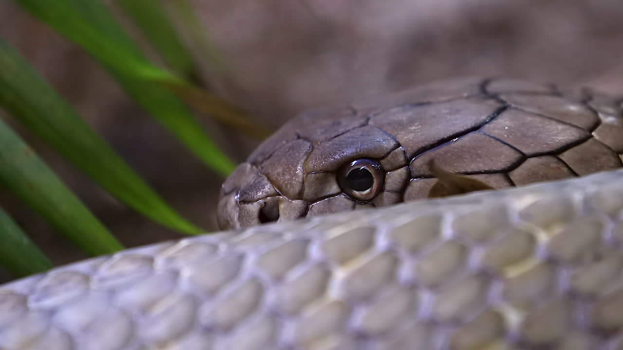 con rắn hổ mang vua trượt trên mặt đất gần