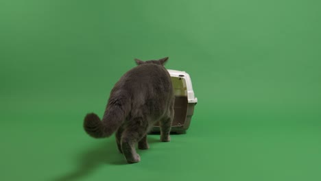 british shorthair cat going in a carrier