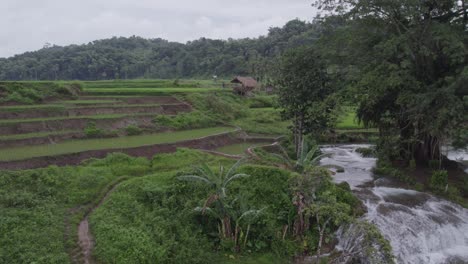 reveal shot of the big tree in the middle of the waikelo sawah waterfall at sumba, aerial