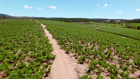 Vista-De-Pájaro-De-Seguimiento-Pov-De-Una-Camioneta-En-Medio-De-Un-Viñedo-Con-Vides-En-Formación-De-Cabeza,-Cosecha-Manual,-Mejor-Calidad-De-Fruta-En-El-Valle-Del-Maule,-Chile