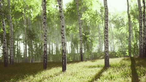 bosque de abedul iluminado por el sol