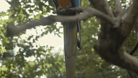 Reveal-of-very-colourful-feathers-of-asian-parrot,-adult-Macaw-Parrot