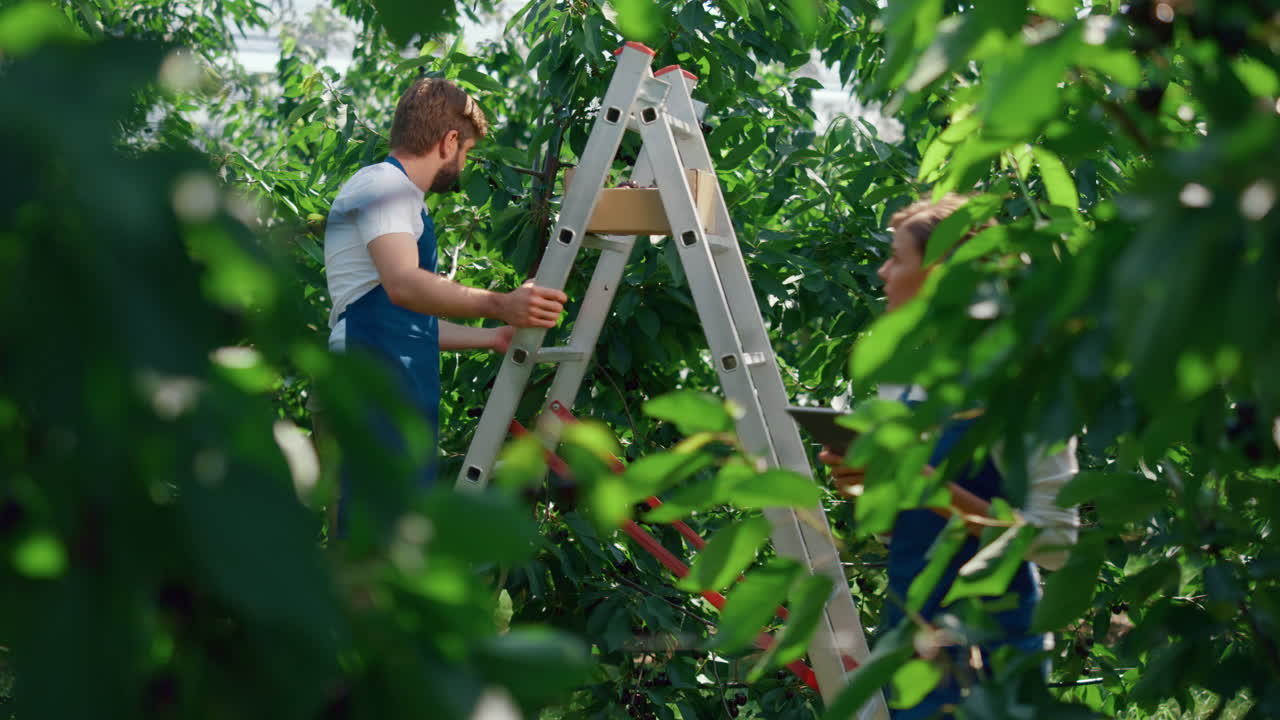 agricultores recogiendo la cosecha de frutas en el jardín inspeccionando el nivel de calidad de la tableta