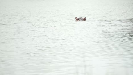 Hippo-going-under-water-in-the-wild