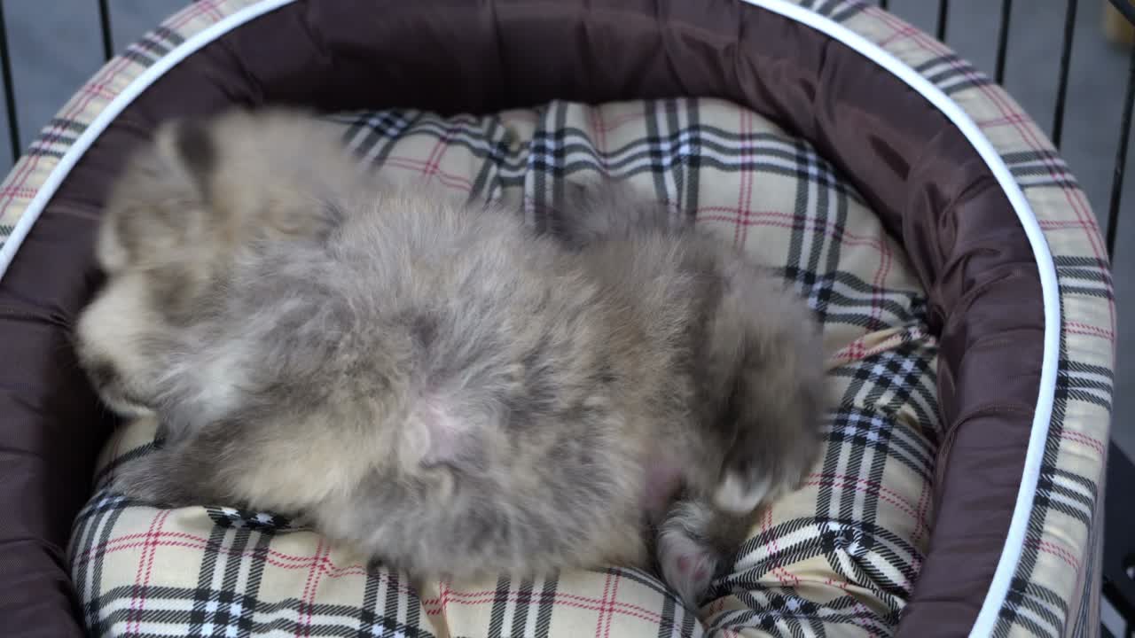 함께 자고 있는 강아지 들 사랑 하는 형제자매 들 의 집단