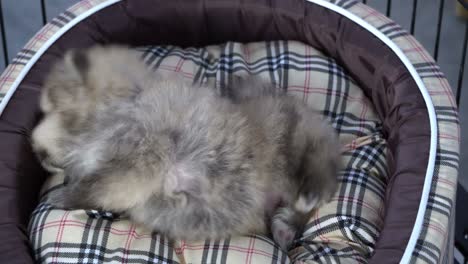 puppies sleeping together group of loverly siblings