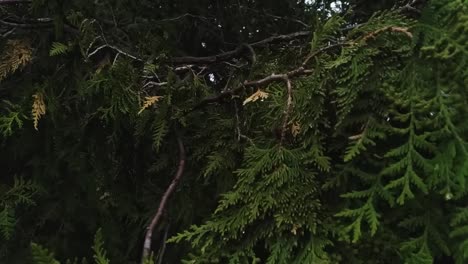 Close up shot showing the branches of a cedar tree
