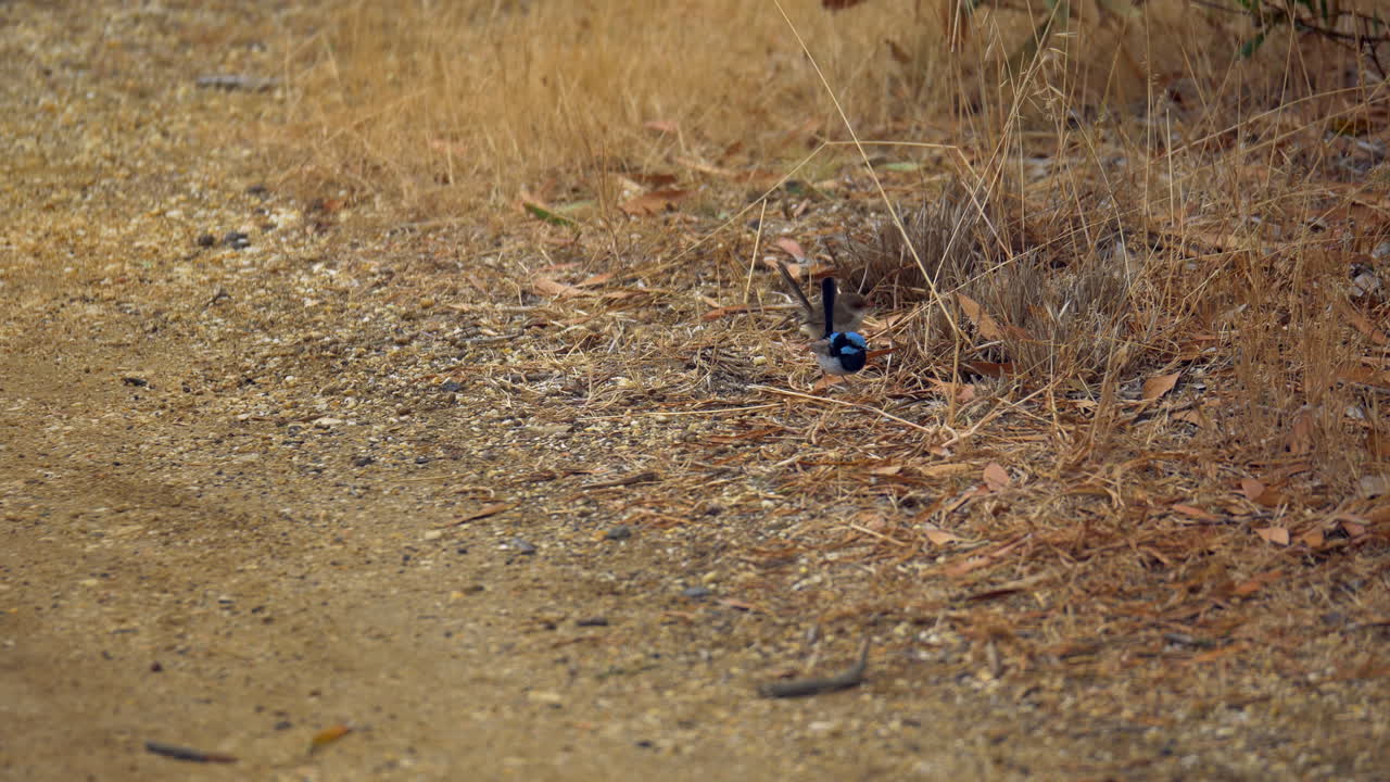 impresionante macho magnífico fairywren alimentando a sus jóvenes en la hierba seca