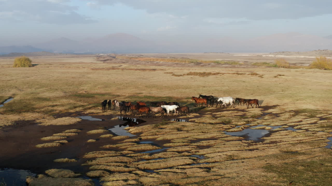 Mandria di cavalli selvaggi che cammina nel pascolo aperto della provincia di Kayseri all'alba in Turchia