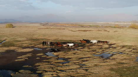 Manada-De-Caballos-Salvajes-Caminando-En-Los-Pastos-Abiertos-De-La-Provincia-De-Kayseri-Al-Amanecer-En-Turquía