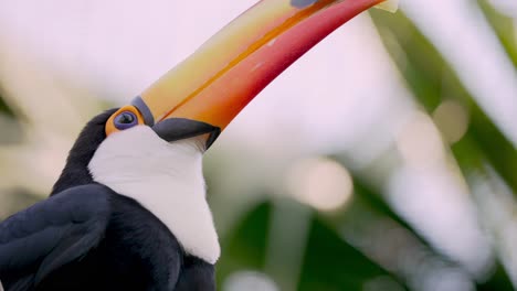 toco toucan skilfully using its bill to handle piece of fruit