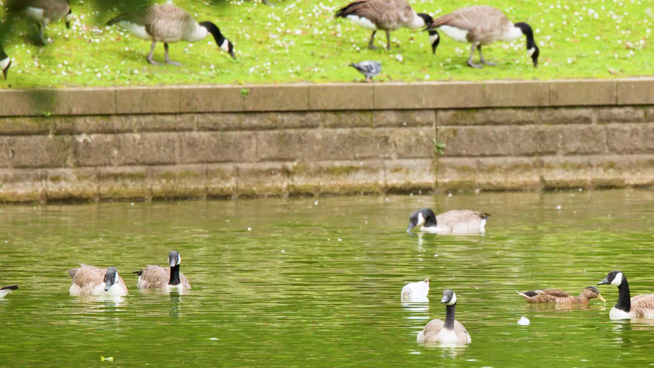 Mallard duck and Canada geese swim and forage on a sunlit park lake, steady camera