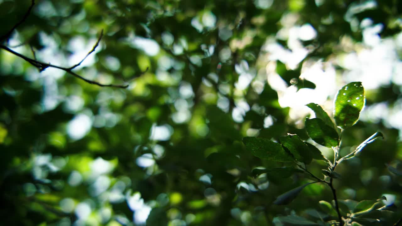 Sun shining in forest through green leaves on trees, panning shot