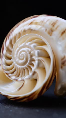 detailed close-up of a nautilus shell