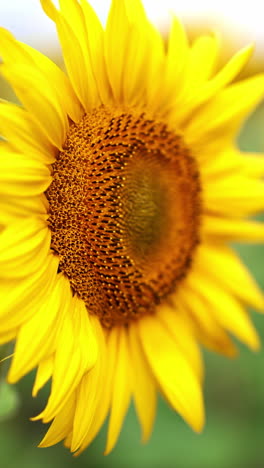 blooming bright sunflower attracting worker bees. lovely yellow seed flower in the field. close up. blurred background. vertical video