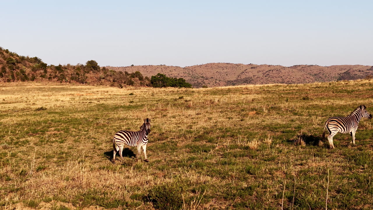 Two zebras move gracefully through sunlit African savannah, casting long shadows