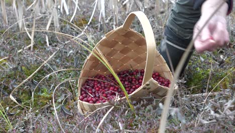 mano masculina recogiendo arándanos en una cesta de madera