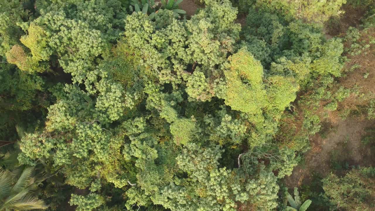 ジャングルまたは森林のエリアビューショット