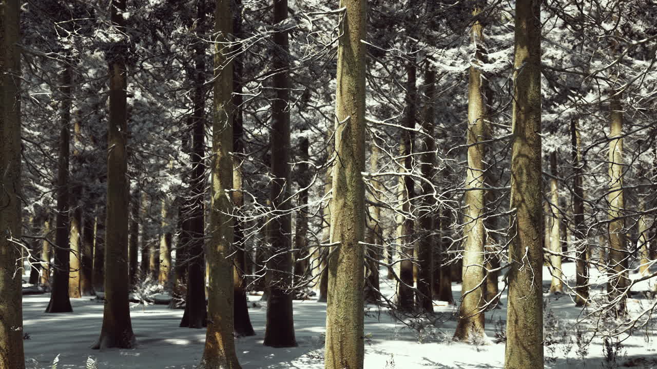 눈으로  ⁇ 인 겨울 소나무 숲에서 일몰 또는 일출