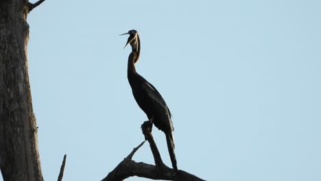 anhinga chilling on tree uhd mp4 4k