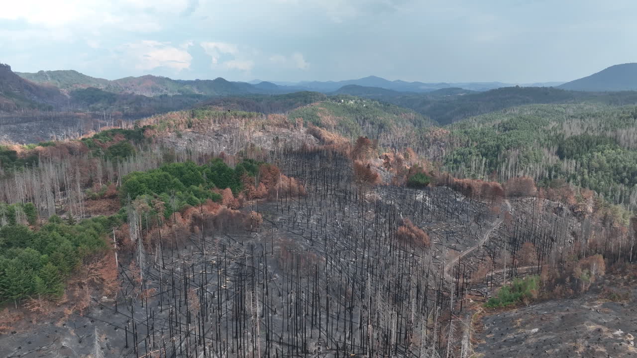 vista aérea del bosque quemado en las colinas de las montañas, consecuencias de los incendios forestales, disparo de drones