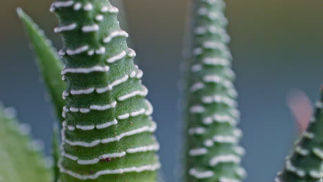 una toma macro de una pequeña planta suculenta de aloe sin espinas - inclinada hacia abajo
