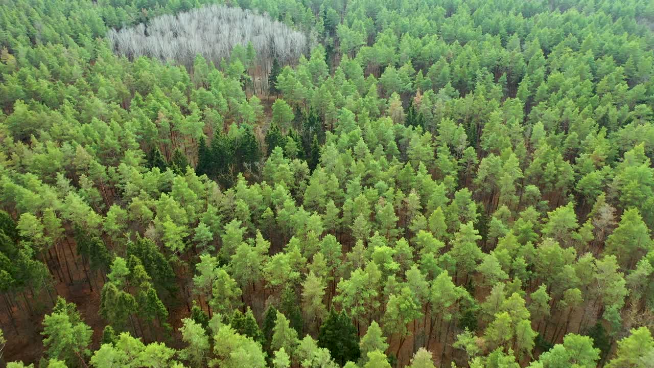 Flying on pine green autumn forest Aerial footage of flying. Flight over treetops in the forest