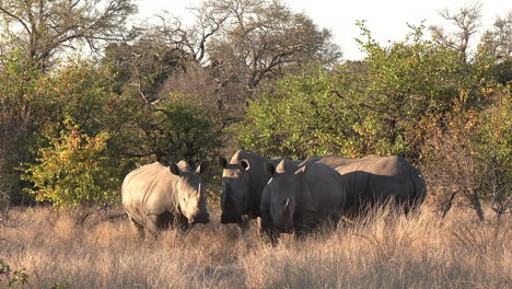 wide shot of southern white rhino huddled together in a small patch of shade on a hot african day in the wild as one walks in the foreground