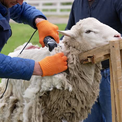 procedure of sheep shearing outdoors. farmers cutting sheep's wool with a special equipment electric clipper on a farm in summer