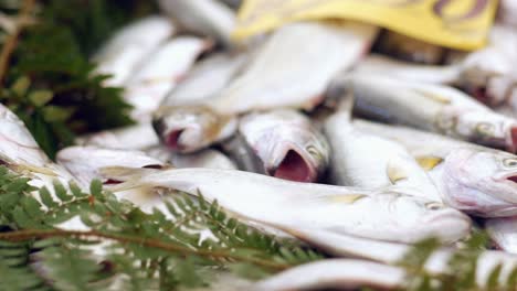 fresh fish at a market