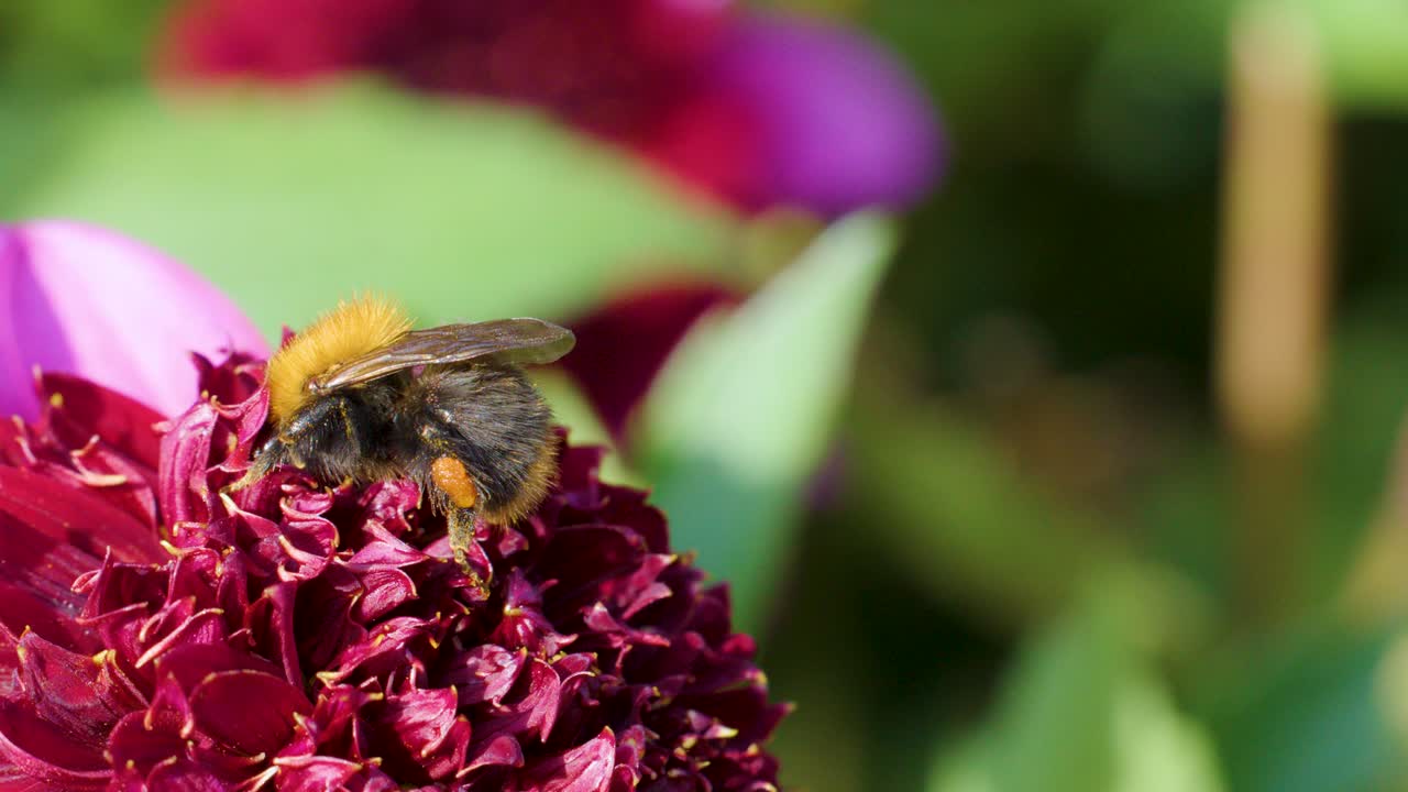 Bumblebee gathers nectar on vibrant pink flower, close-up, natural sunlight, shallow depth of field