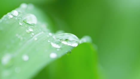 rain water drops on leaf