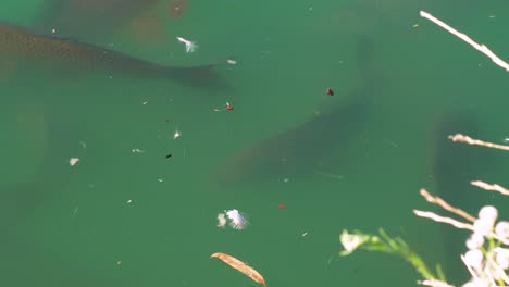 4k slow-motion footage of multiple fish coming to the surface to eat