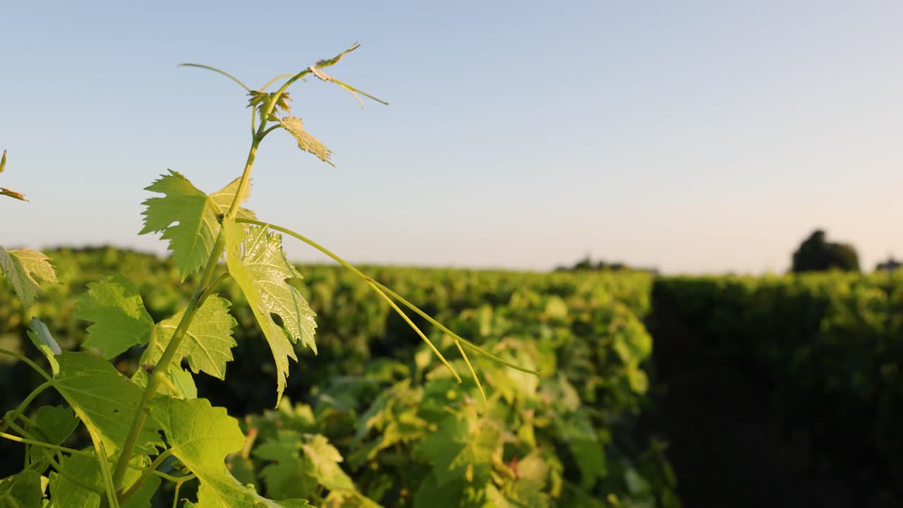 un viñedo exuberante con vides verdes y vibrantes