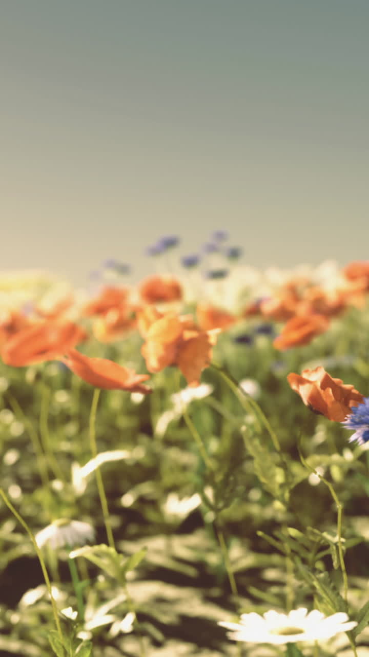 Colorful flowers growing in a field under a clear sky at sunset