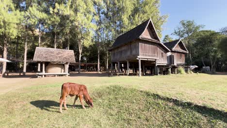 a cow grazes peacefully by a thai house