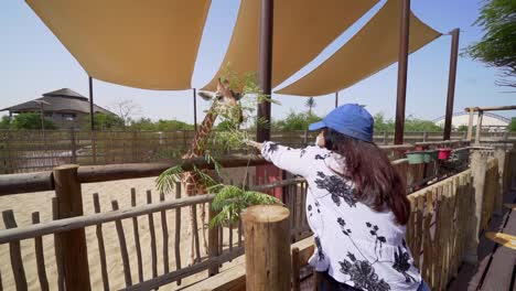 A-Lady-feeding-a-giraffe