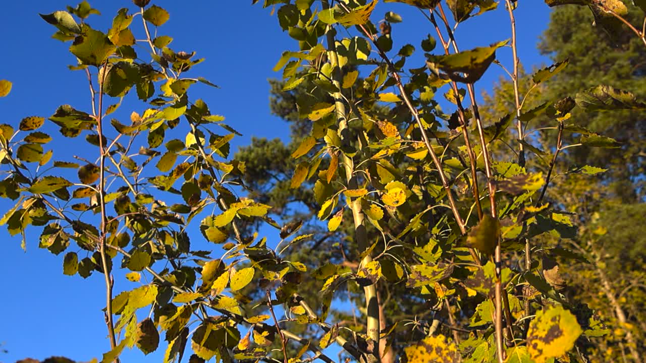 Bottom up view of gorgeous vibrant and colorful yellow autumn time birch tree leaves against a blue sky during a sunny seasonal day. Wind moving the tree branches slightly
