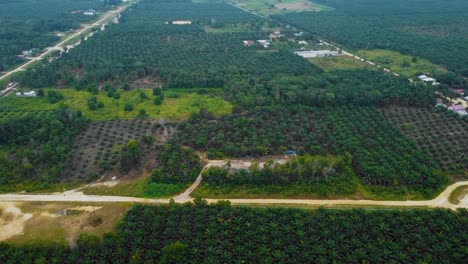 Imágenes-Cinematográficas-De-Drones-De-La-Plantación-De-Palma-Aceitera-En-Riau,-Indonesia,-Ya-Que-El-País-Es-El-Mayor-Productor-Y-Consumidor-Del-Producto-Básico-Del-Mundo,-Y-Proporciona-Aproximadamente-La-Mitad-Del-Suministro-Mundial