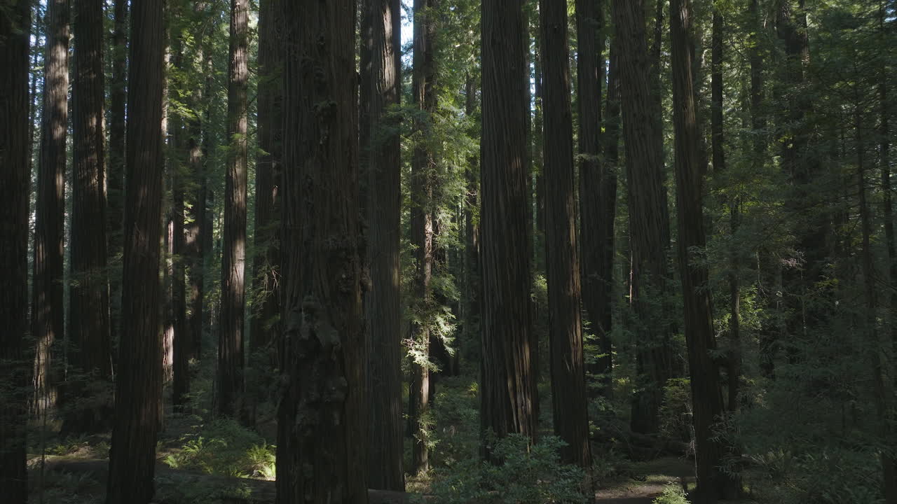 Foresta di sequoie e cedri nella California settentrionale, luogo delle riprese del film Star Wars, Il Ritorno dello Jedi, lenta carrellata in avanti