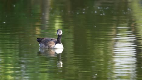 a canada goose swims through a southern california pond