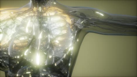 imagen de rayos x del cuerpo humano